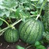 watermelon, fruits, garden