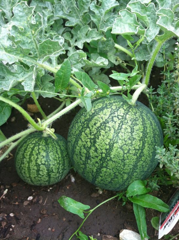 watermelon, fruits, garden